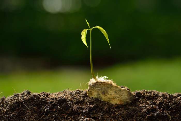 How plant mango seed