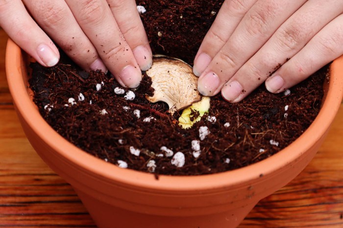 Mango seed grow tree