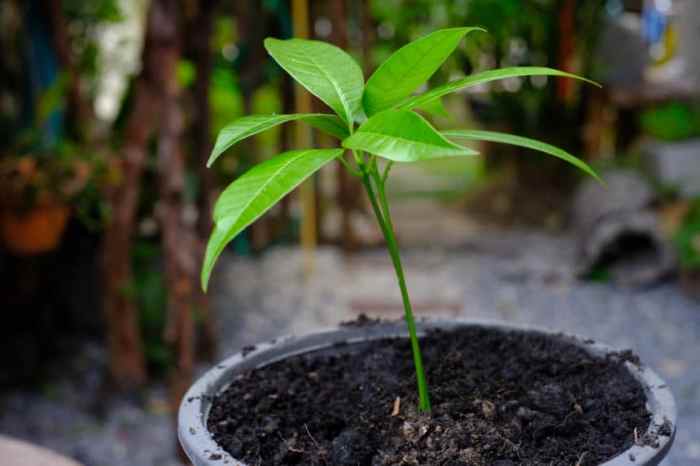 How deep to plant a mango seed