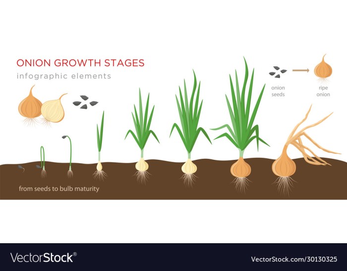 How deep do you plant onion seeds