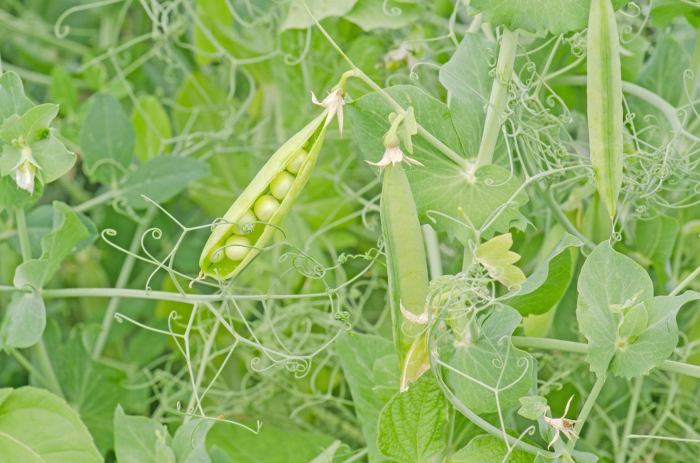 Peas tendrils pods climbing annuals stipules hardy stemmed weak