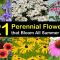 Can i plant perennial seeds in the fall