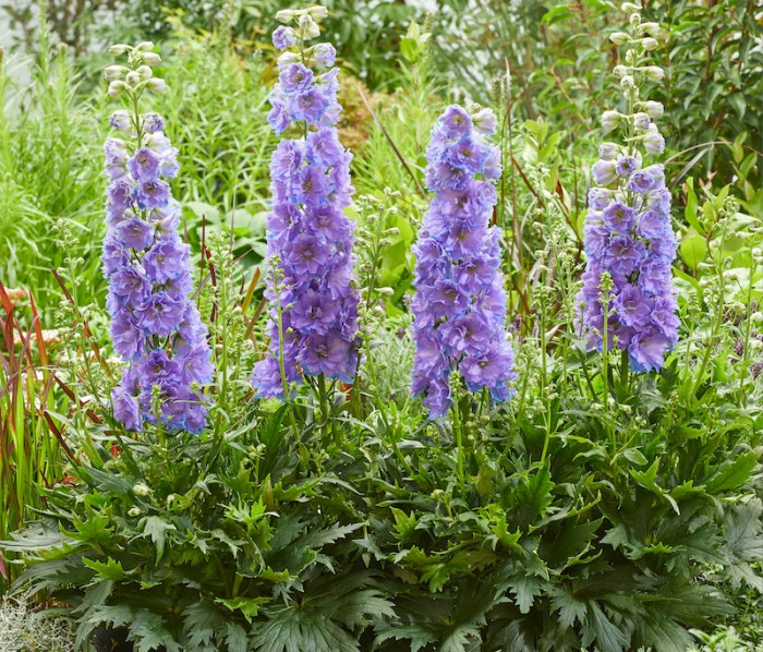 Can you plant larkspur seeds in the fall