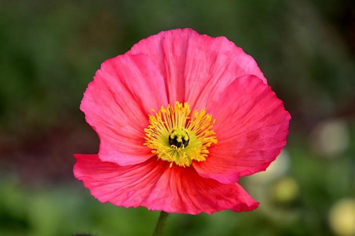 Can you plant poppy seeds from a bagel