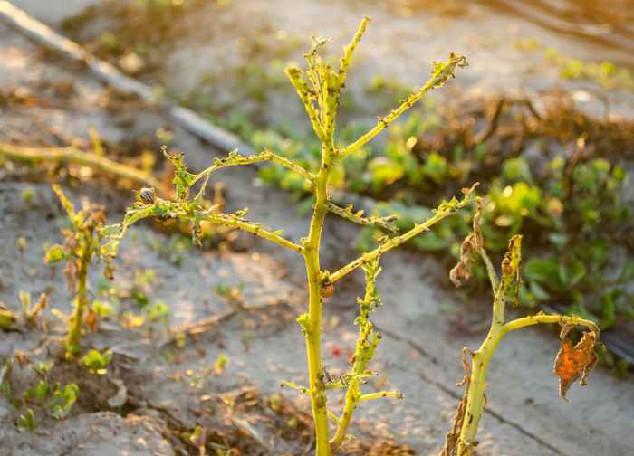 Can you plant moldy seed potatoes