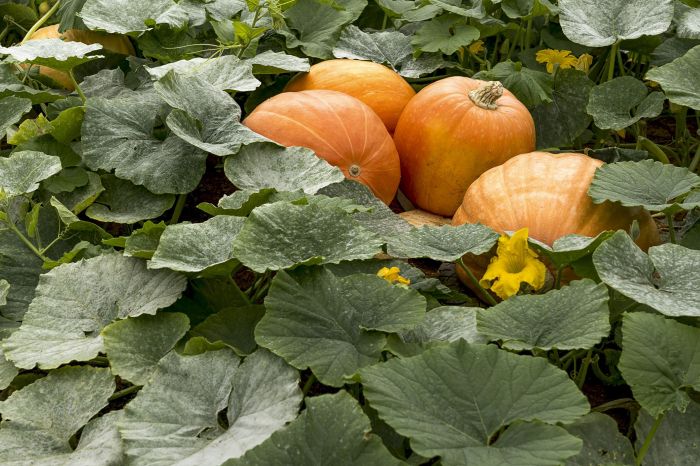 Pumpkins growing gardenbeast containers