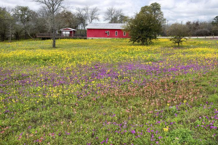 Can i plant wildflower seeds in spring