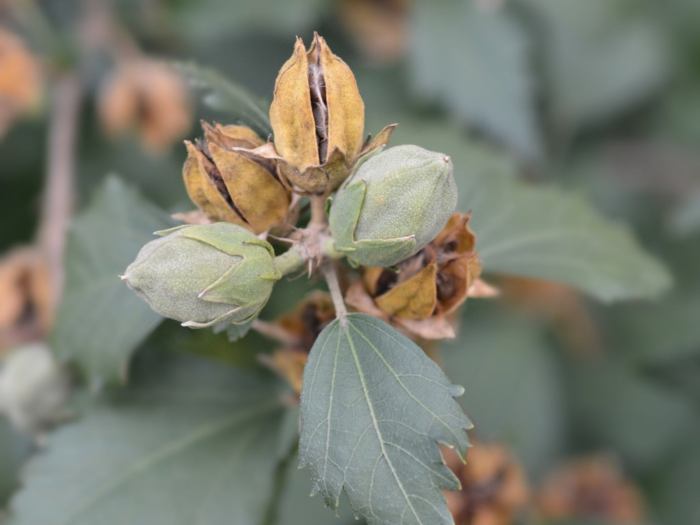 When to plant rose of sharon seeds