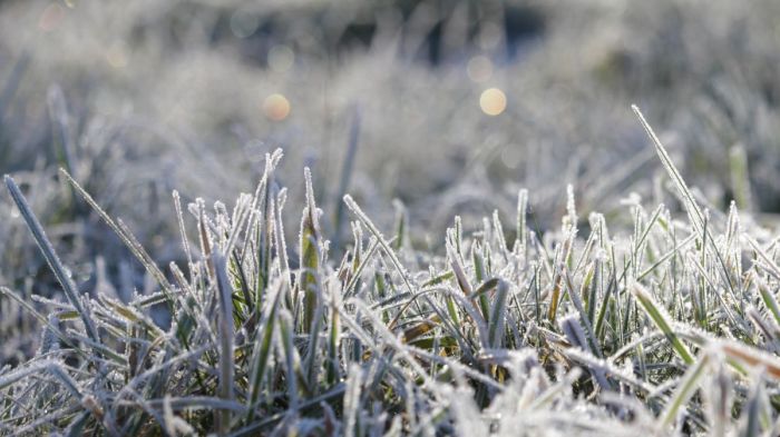 Can grass seed be planted in the spring