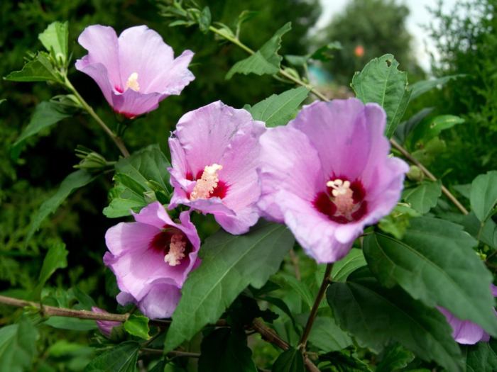 When to plant rose of sharon seeds