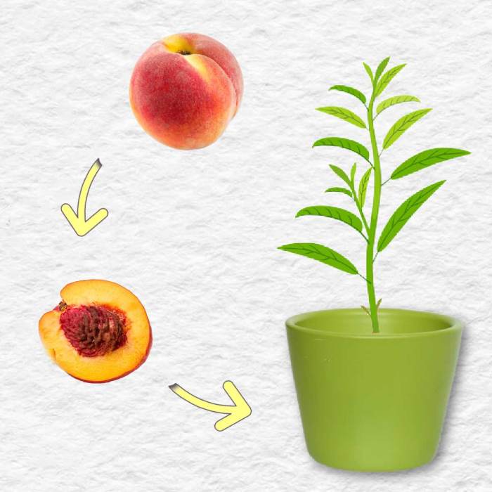 How deep do you plant a peach seed