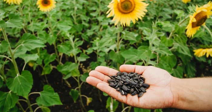 How deep do i plant sunflower seeds