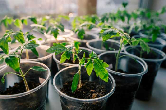 How many tomato seeds to plant