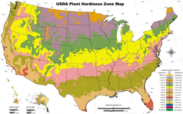 When to plant poppy seeds zone 8