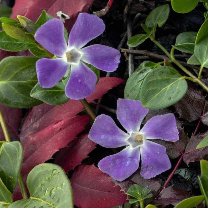 When to plant vinca seeds