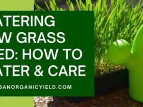 How often to water newly planted grass seed