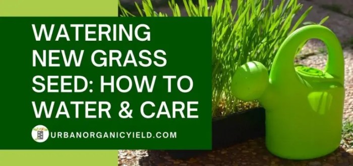 How often to water newly planted grass seed