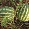 Watermelon seeds plant grow germinate picture growing allows soil warm because season spring perfect which