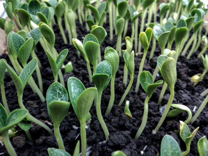 How deep plant watermelon seeds