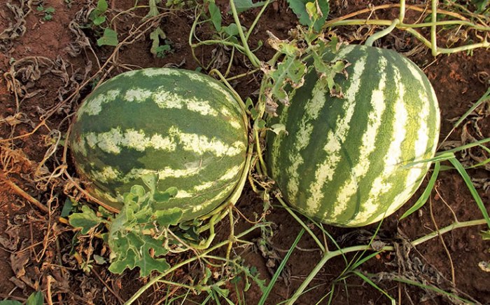 Watermelon seeds plant grow germinate picture growing allows soil warm because season spring perfect which