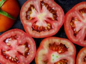 Seedlings tomatoes