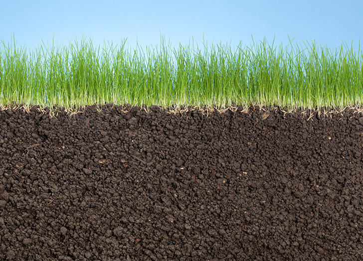 Can you plant grass seed in july