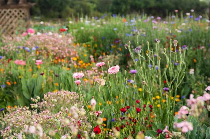 When to plant wildflower seeds seattle