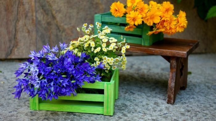 Can you plant wildflower seeds in pots