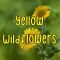 When to plant wildflower seeds georgia