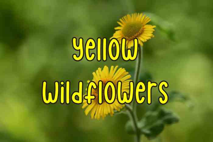 When to plant wildflower seeds georgia